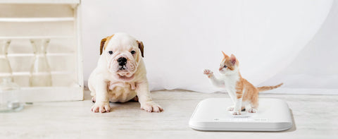 Weighing Small Animals
